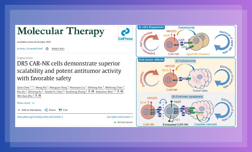 医学部朱卫国教授团队在Molecular Therapy发表关于DR5靶向抗肿瘤疗法新进展研究成果